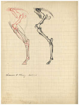 Visualizza l'immagine "FD Album 7, 11 v."